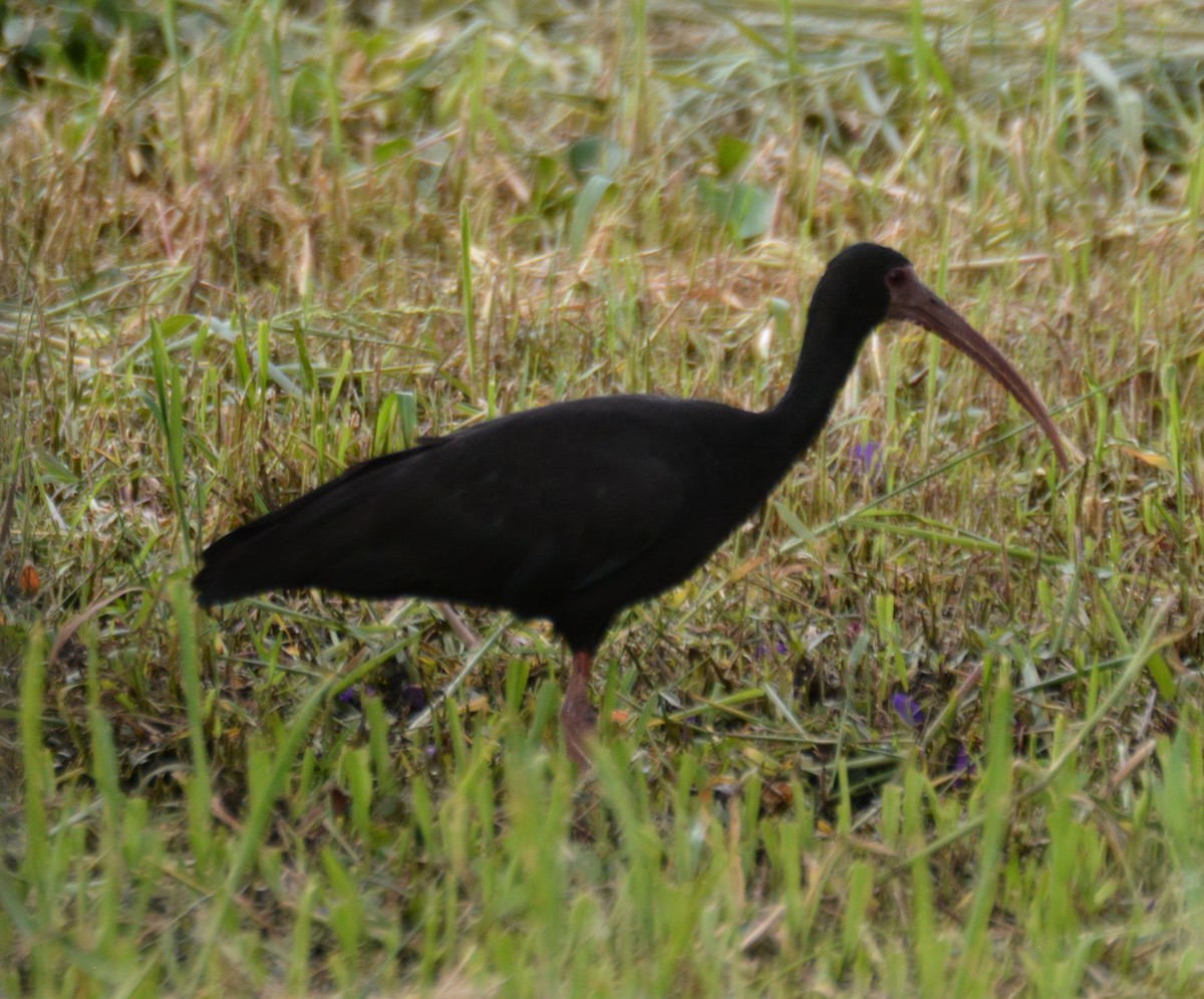 Ibis Afeitado - ML646119709