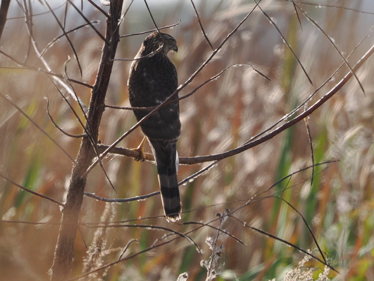 Rundschwanzhabicht - ML646119710