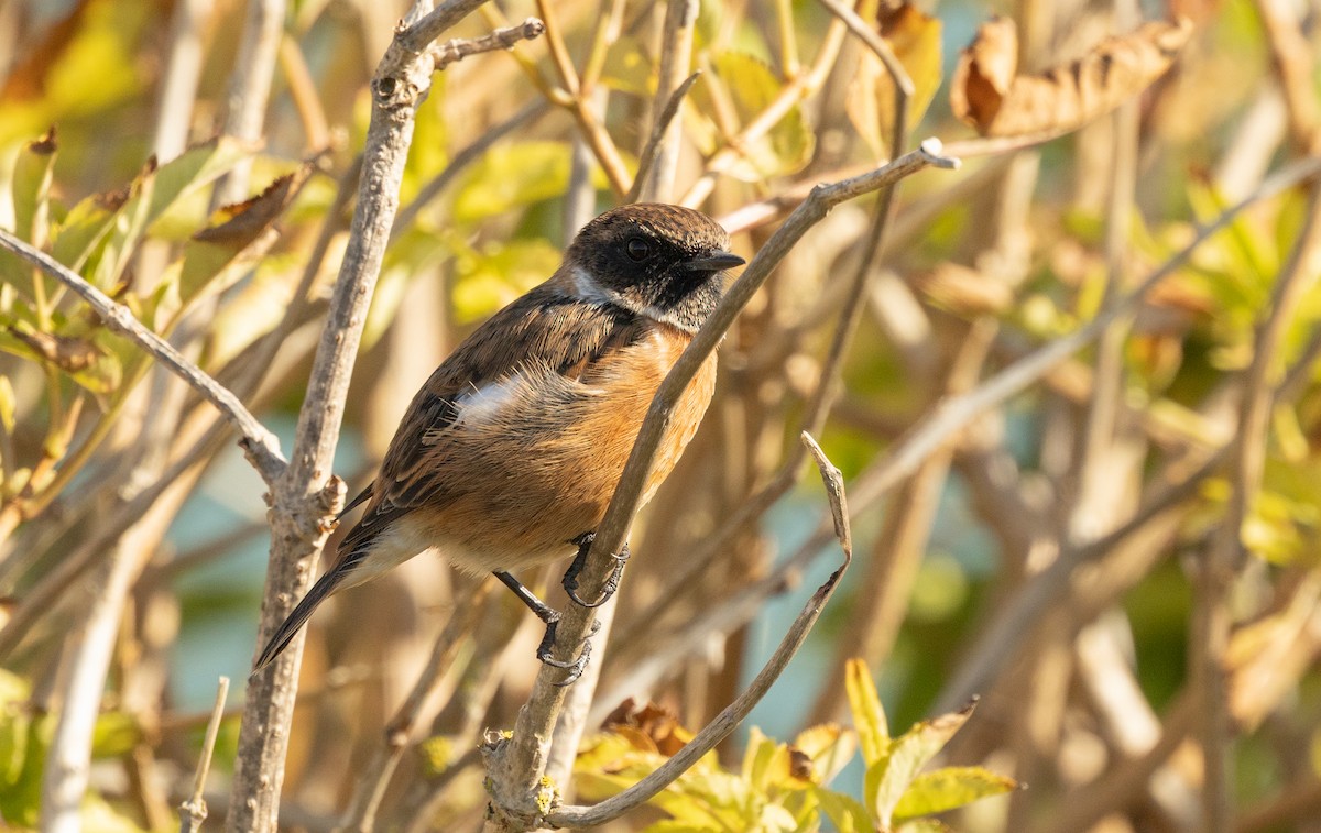 European Stonechat - ML646119712