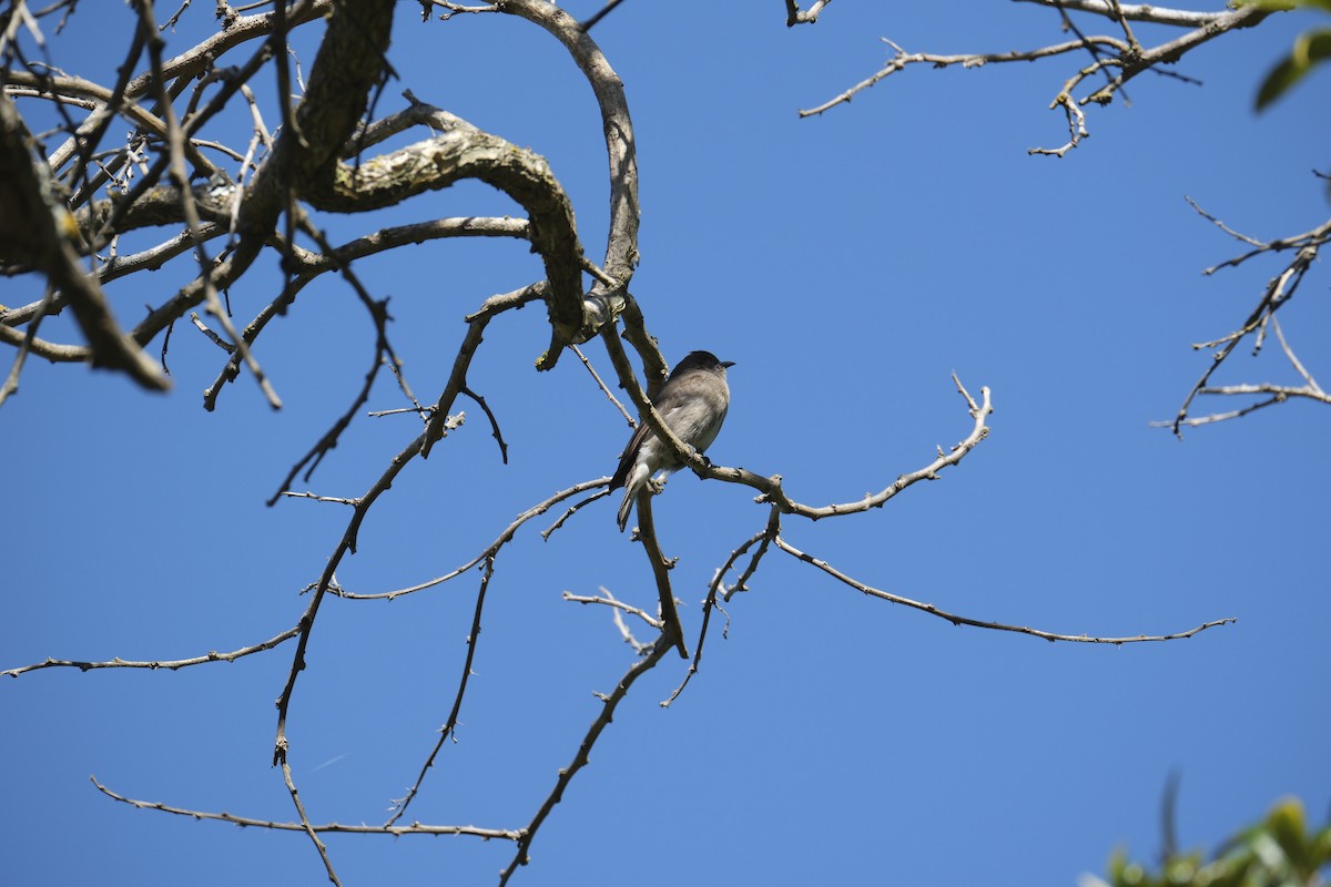 Brown-backed Honeybird - ML646119713