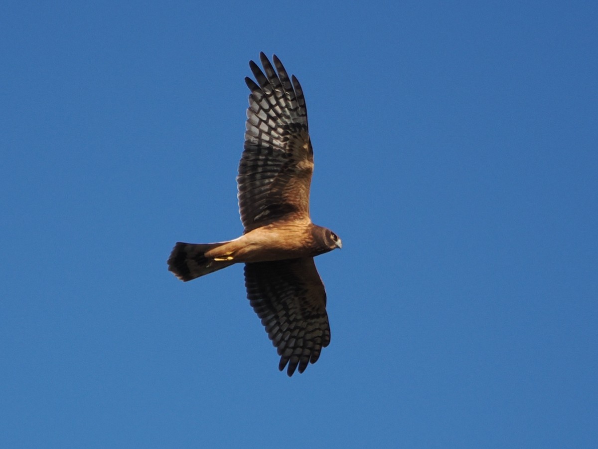 Northern Harrier - ML646119714