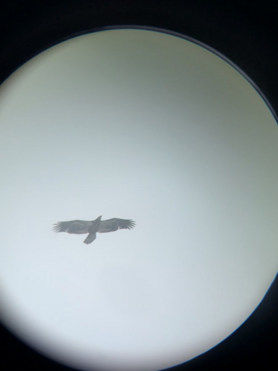 Bald Eagle - ML646119715