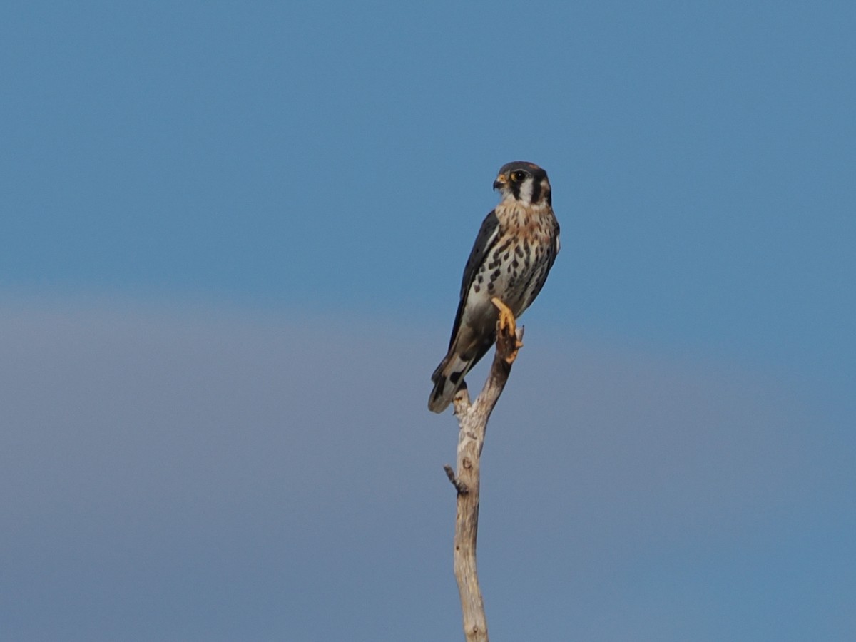 American Kestrel - ML646119723
