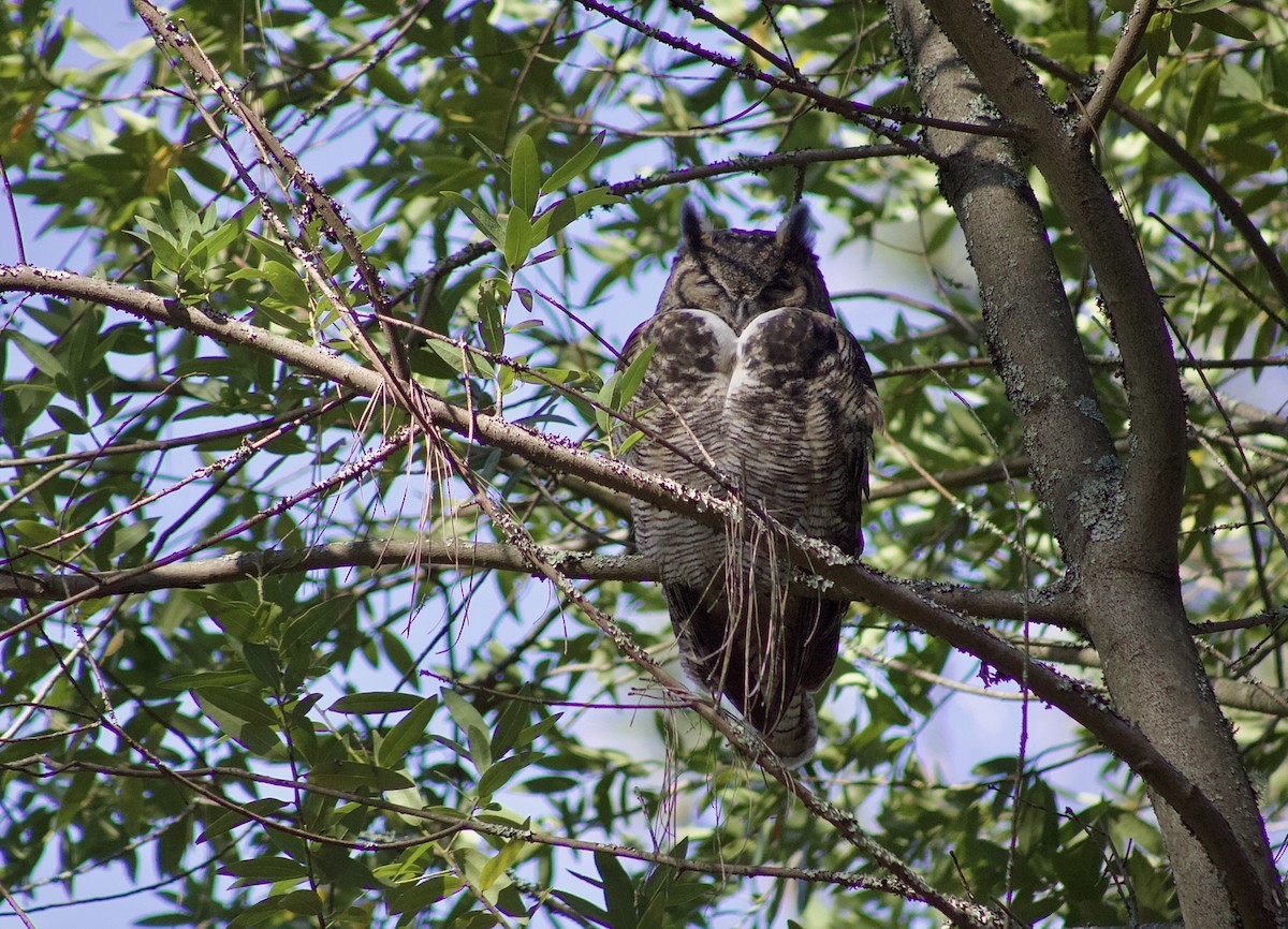 Great Horned Owl - ML646119724