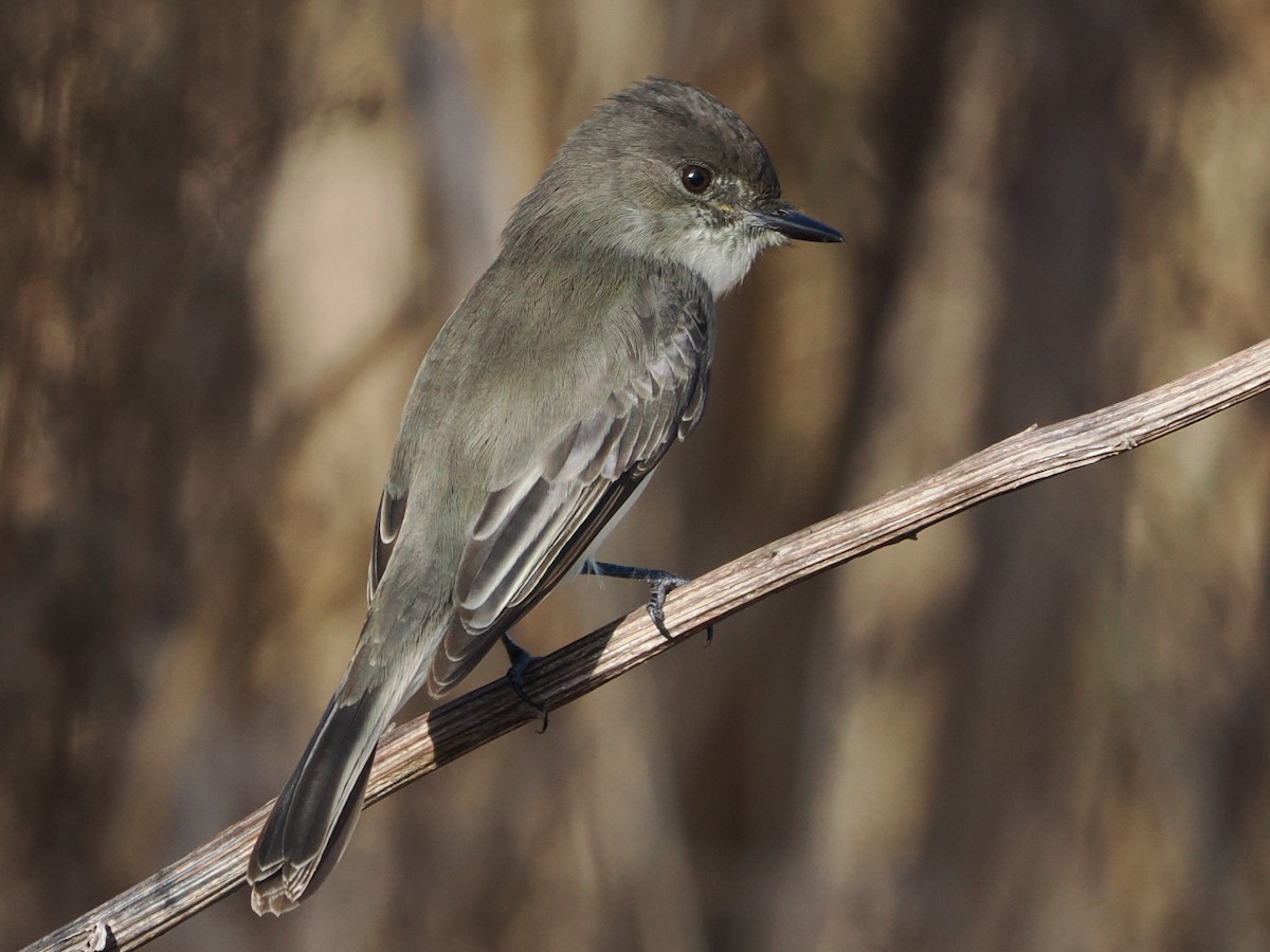 Eastern Phoebe - ML646119726