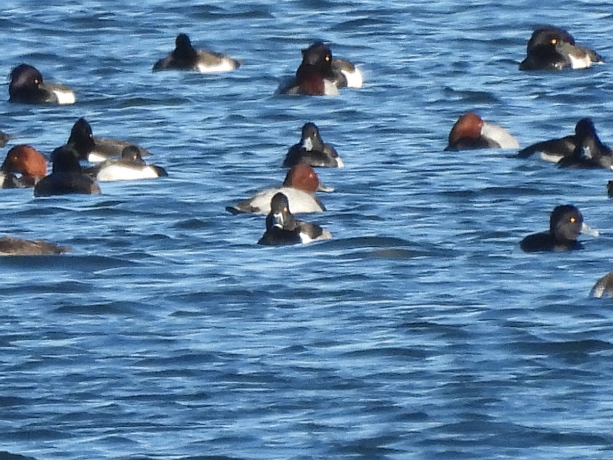 Ring-necked Duck - ML646119728