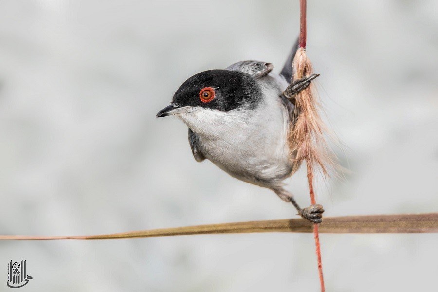 Sardinian Warbler - ML646119733