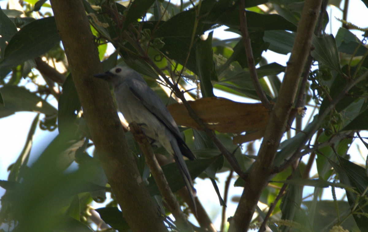 drongo kouřový (ssp. leucogenis) - ML646119734