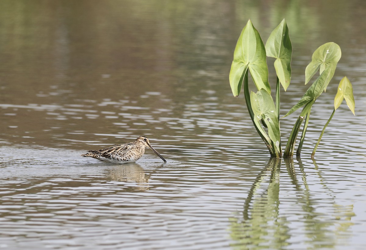חרטומית ביצות - ML646119736