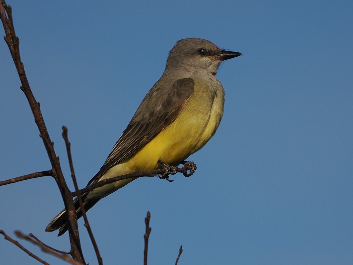 Western Kingbird - ML646119738