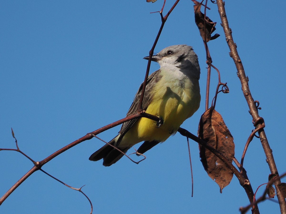 Western Kingbird - ML646119739