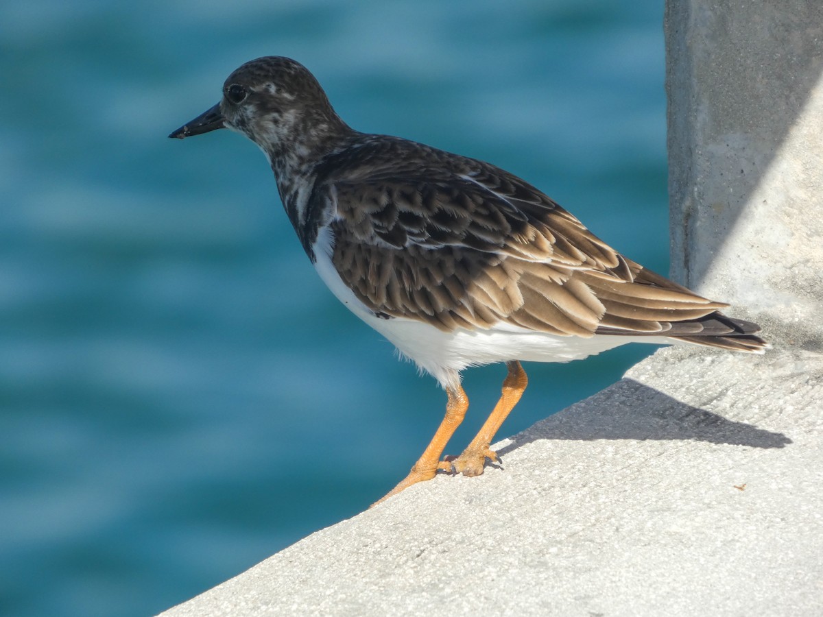 Ruddy Turnstone - ML646119751