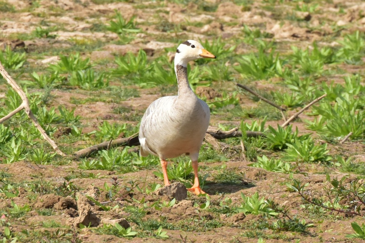 Oie à tête barrée - ML646119753