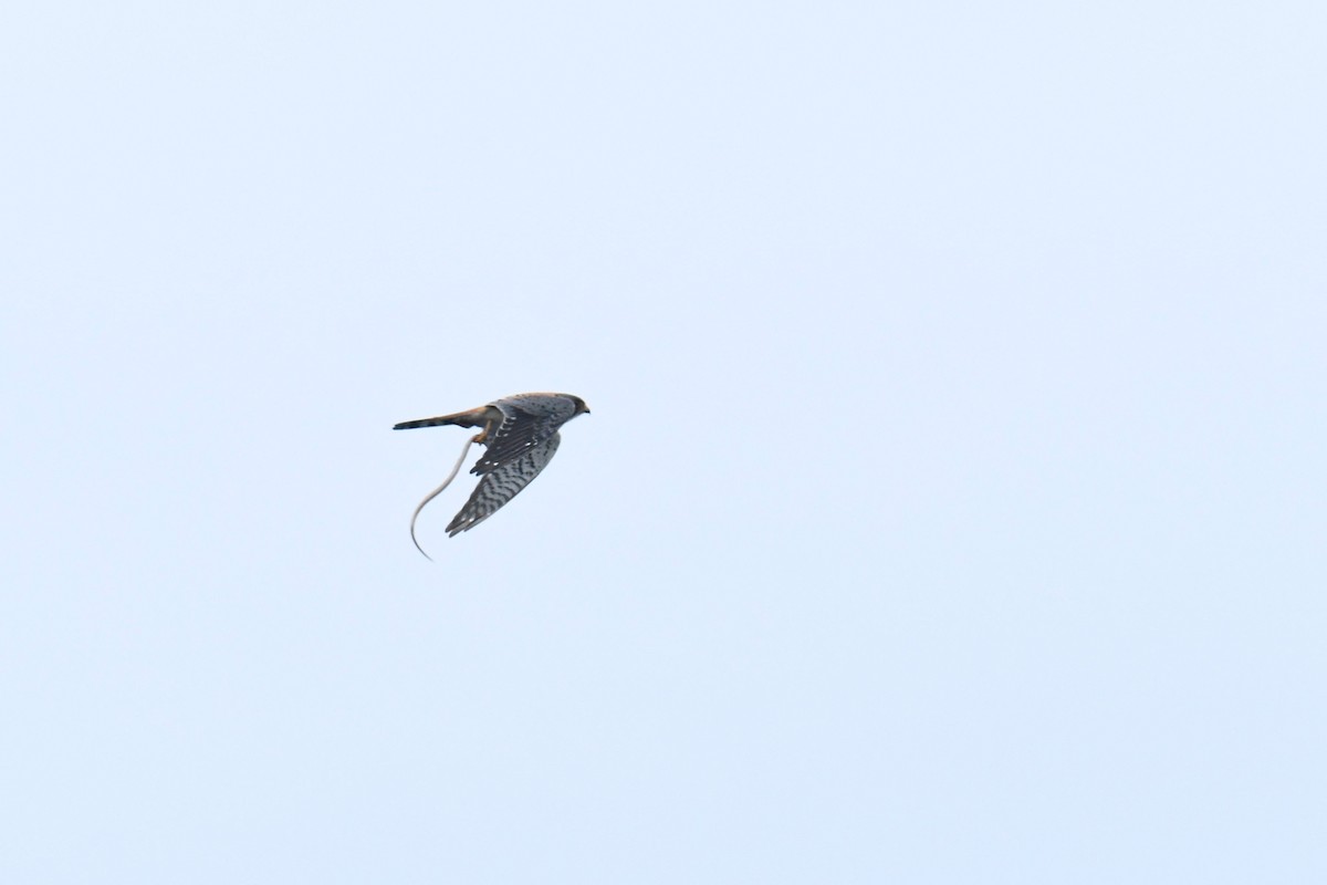 American Kestrel - ML646119756