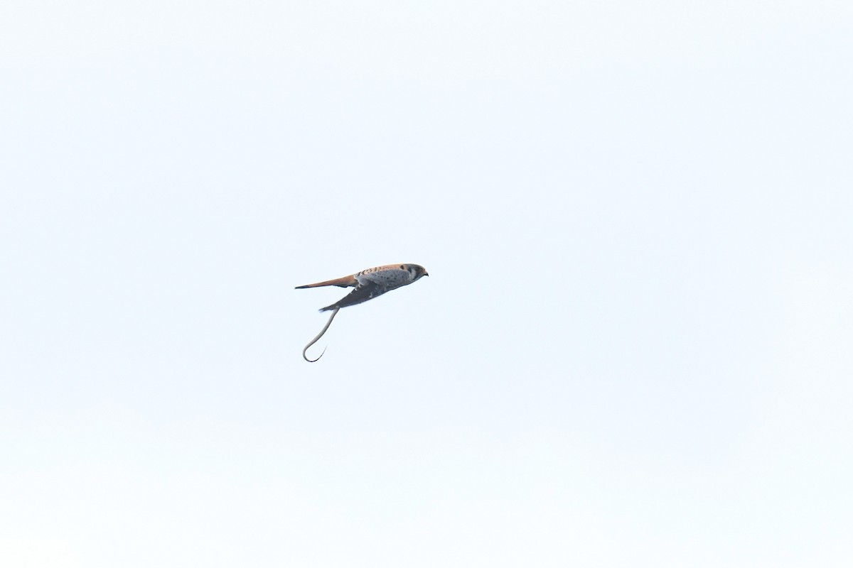 American Kestrel - ML646119757