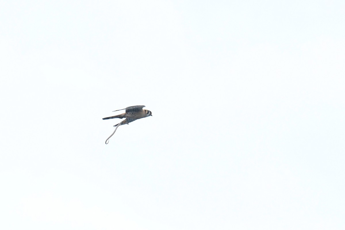 American Kestrel - ML646119758