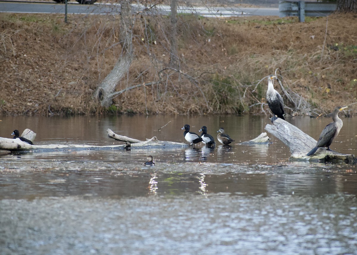 polák proužkozobý - ML646119764