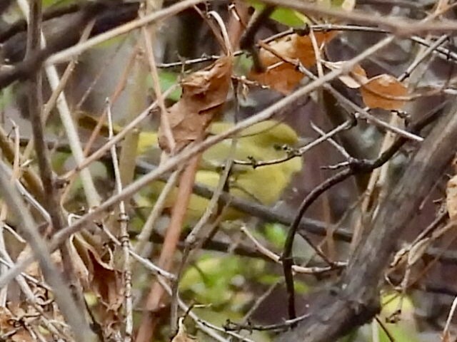 Northern Yellow Warbler - ML646119767