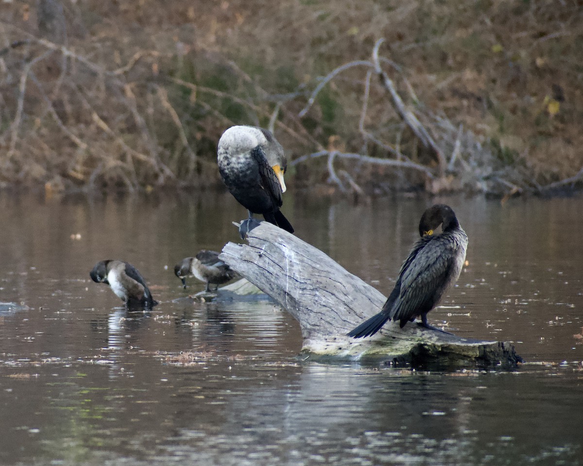 polák proužkozobý - ML646119770