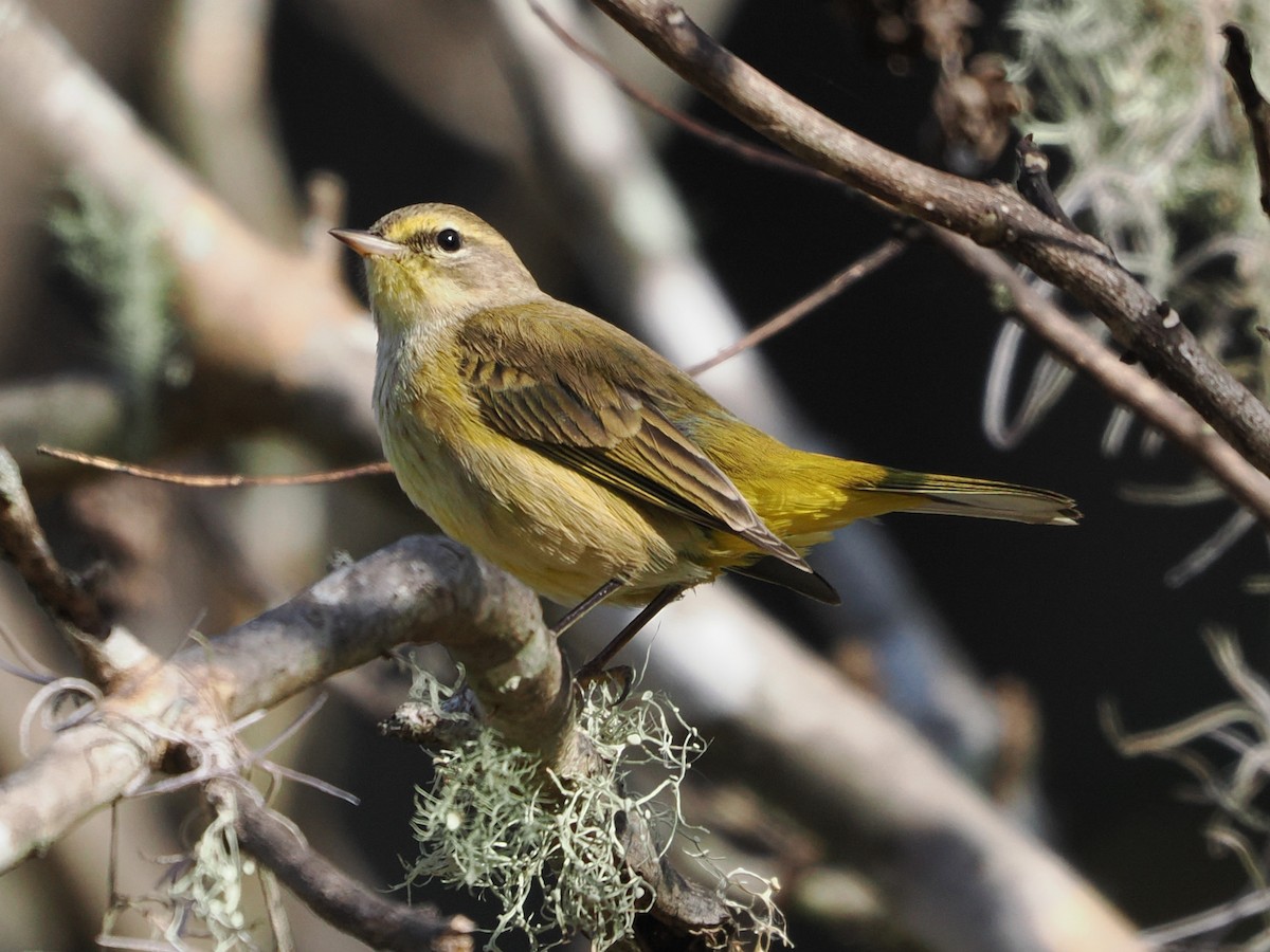 Palm Warbler - ML646119772