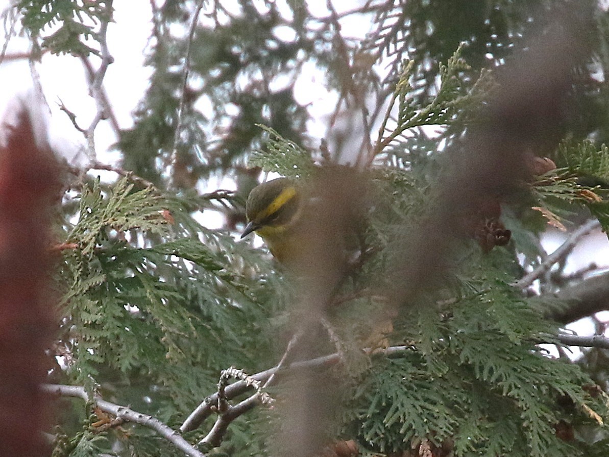 Townsend's Warbler - ML646119778
