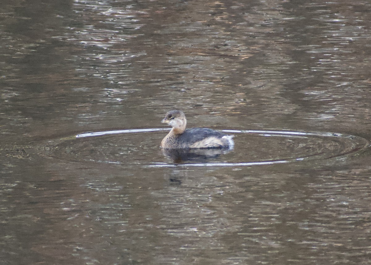 potápka americká - ML646119790