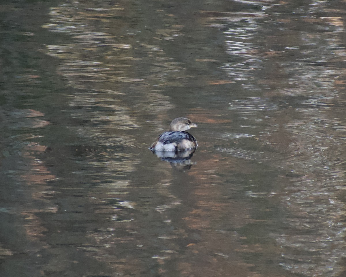 potápka americká - ML646119791