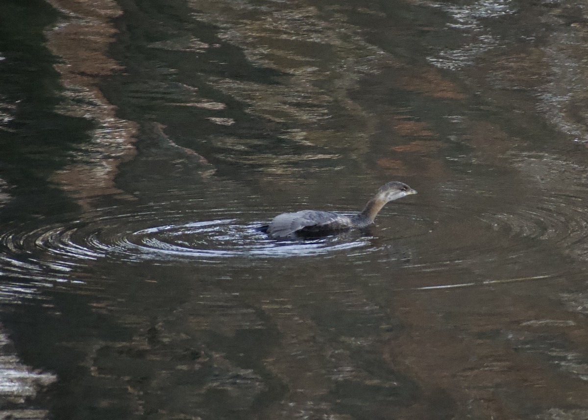 potápka americká - ML646119793
