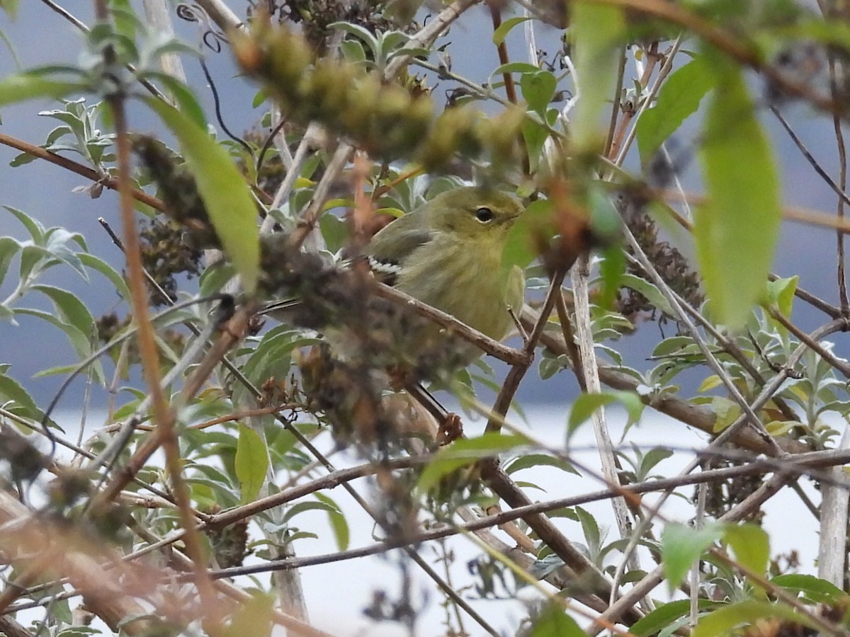 Blackpoll Warbler - ML646119797