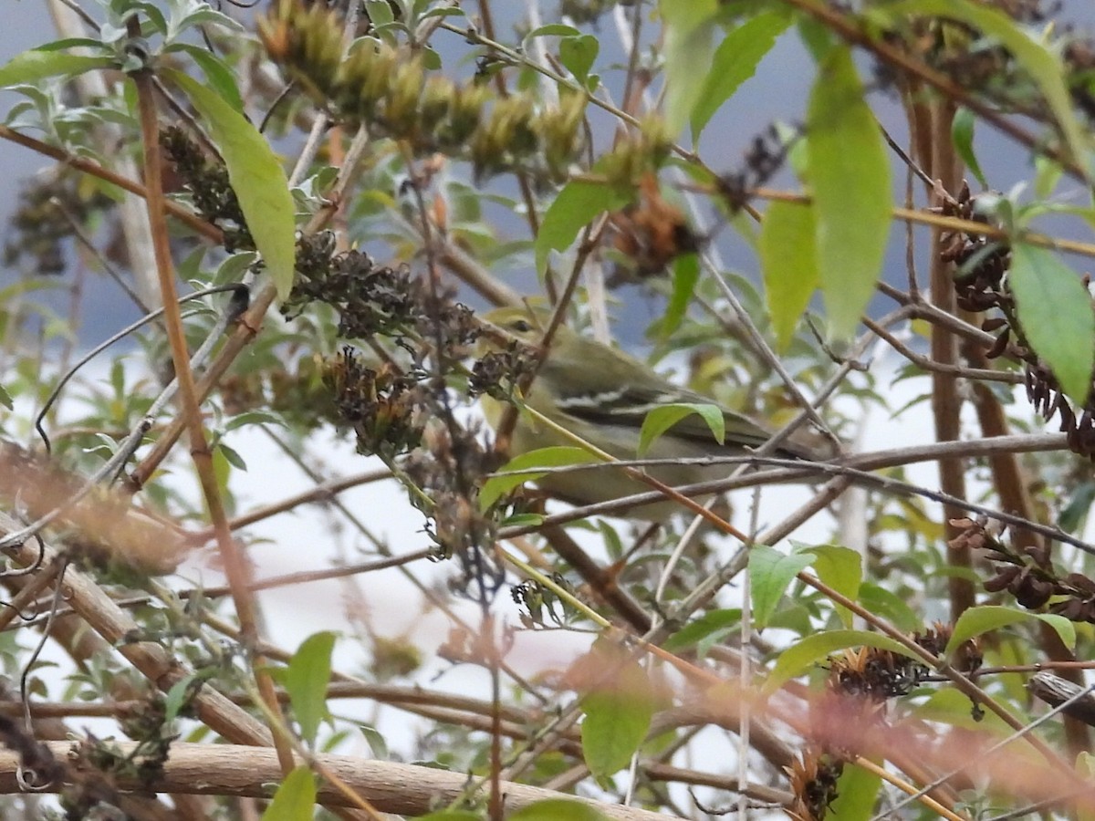 Blackpoll Warbler - ML646119798