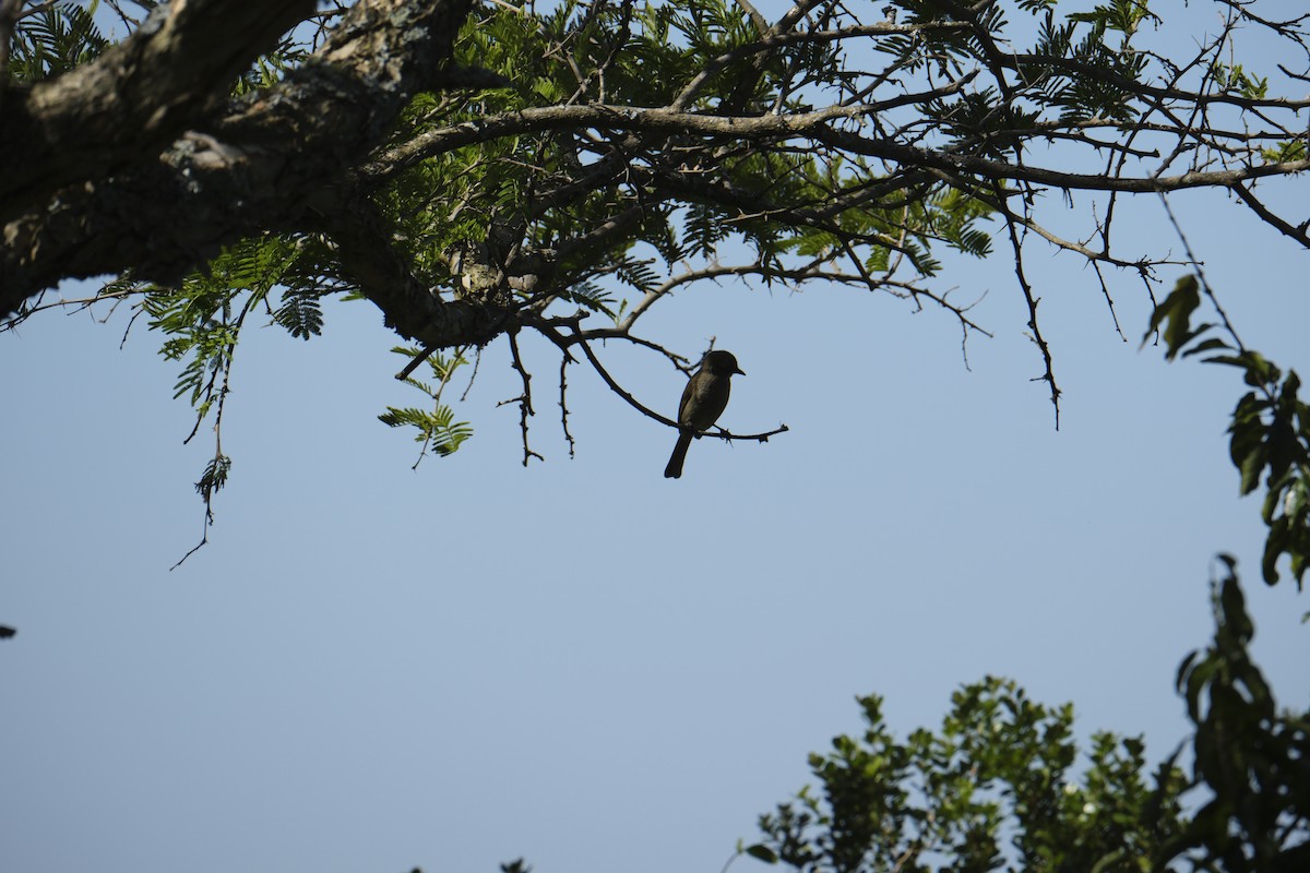 Sombre Greenbul - ML646119804