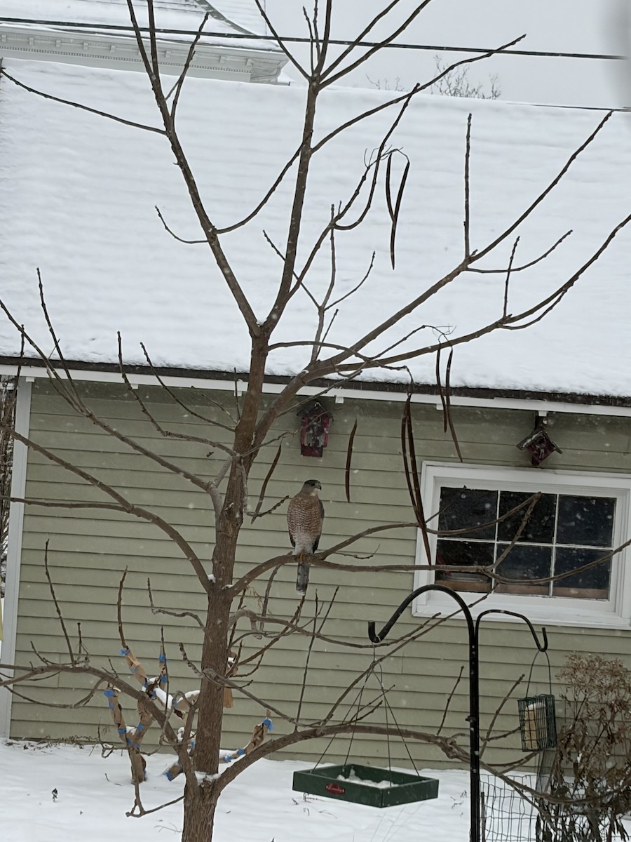 Rundschwanzhabicht - ML646119807