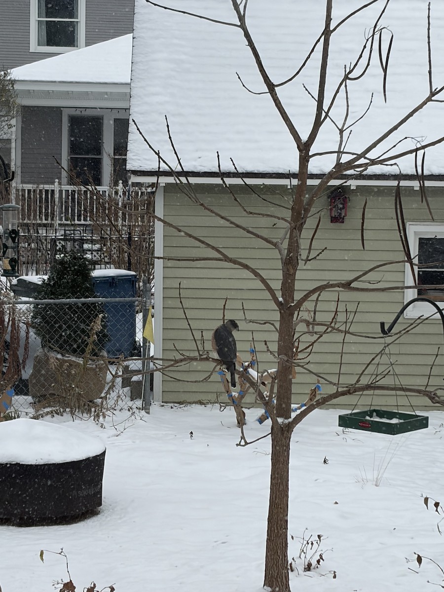 Rundschwanzhabicht - ML646119808