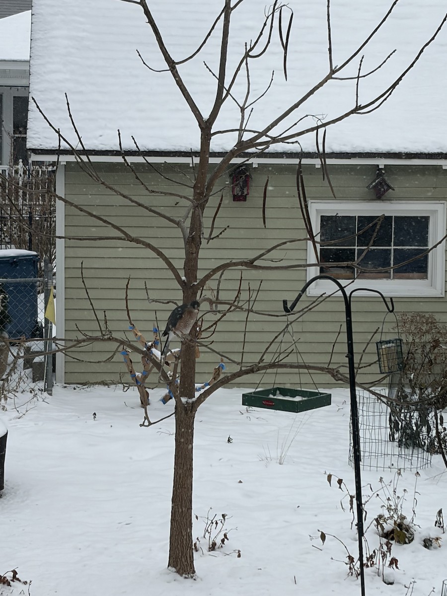 Rundschwanzhabicht - ML646119809