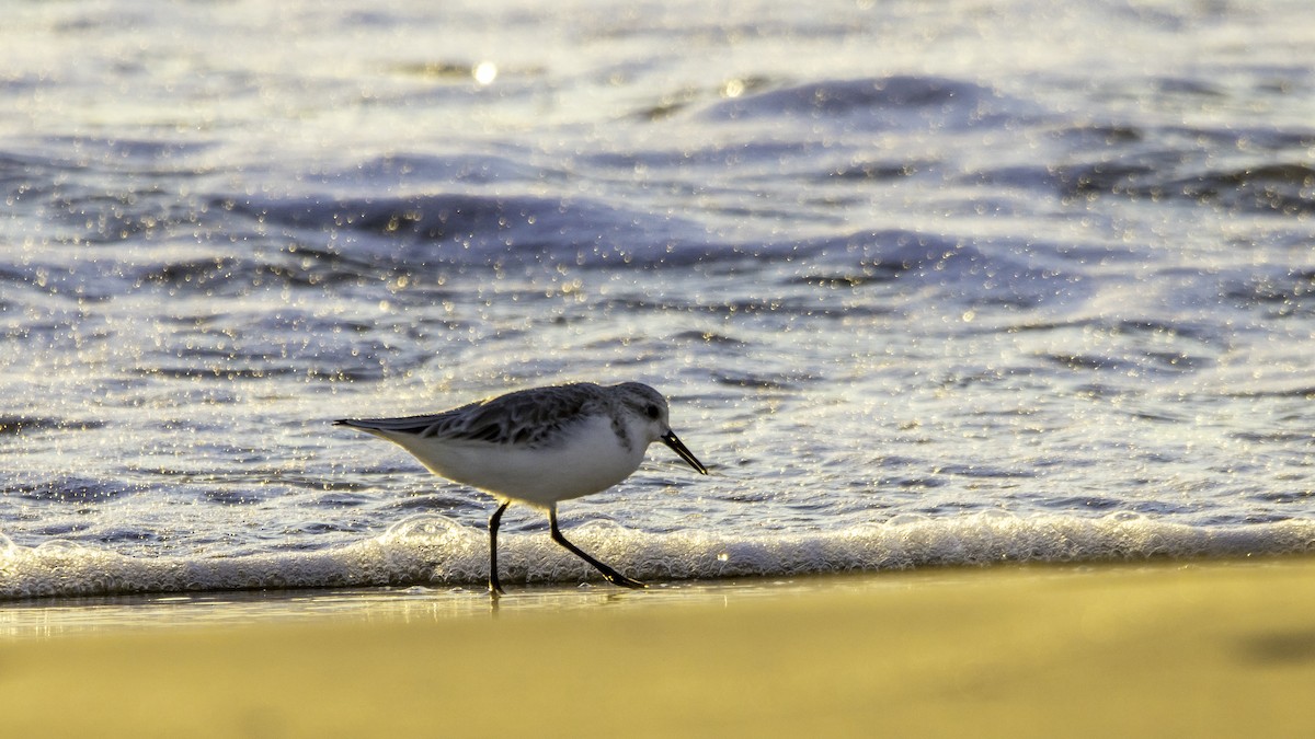 Piovanello tridattilo - ML646119811