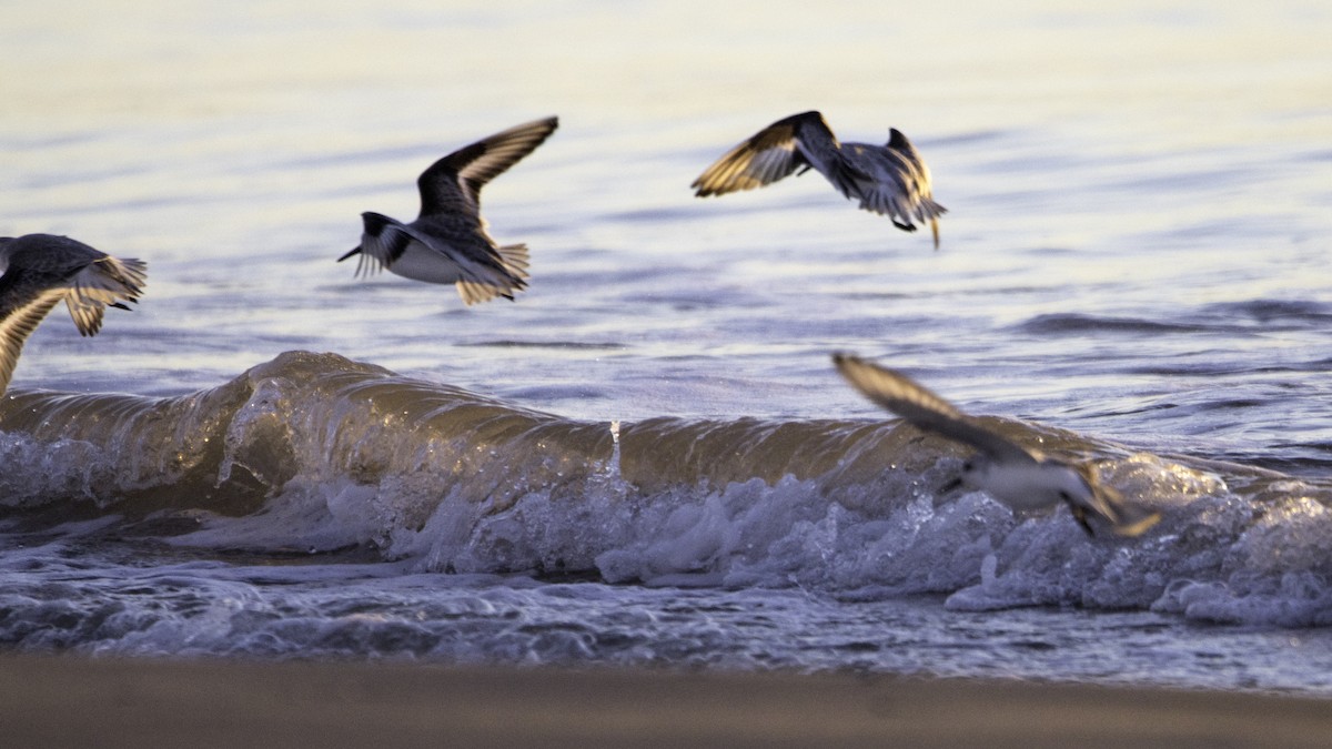 Piovanello tridattilo - ML646119812