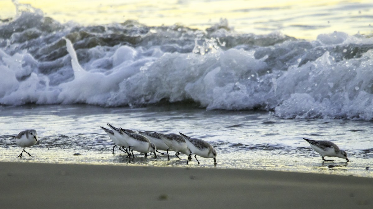 Piovanello tridattilo - ML646119815