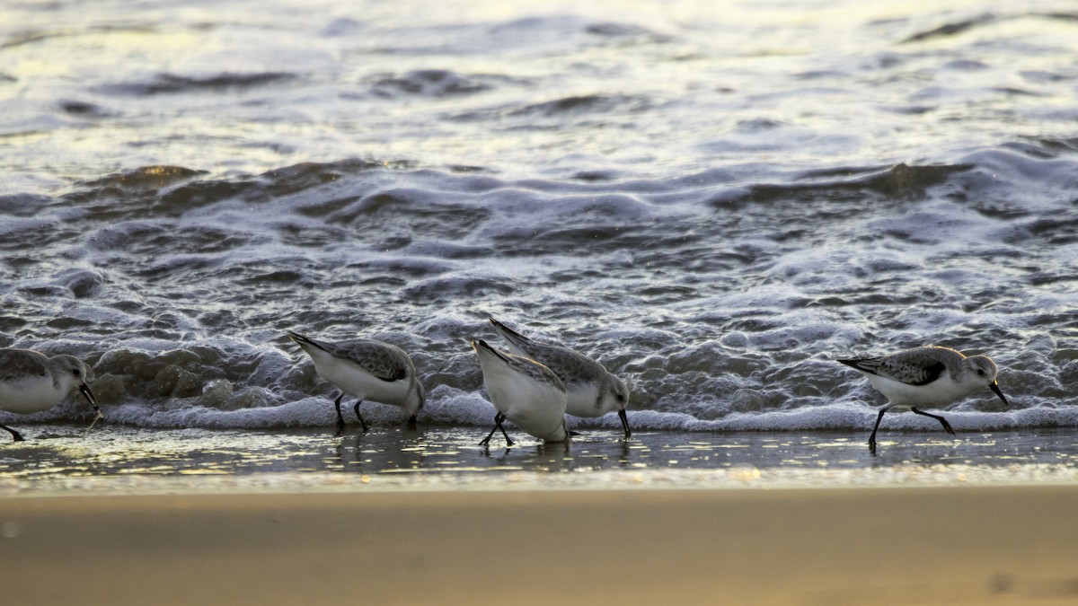 Piovanello tridattilo - ML646119816