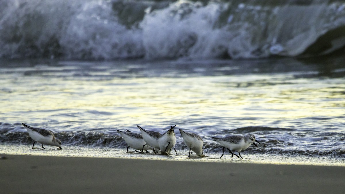 Piovanello tridattilo - ML646119817