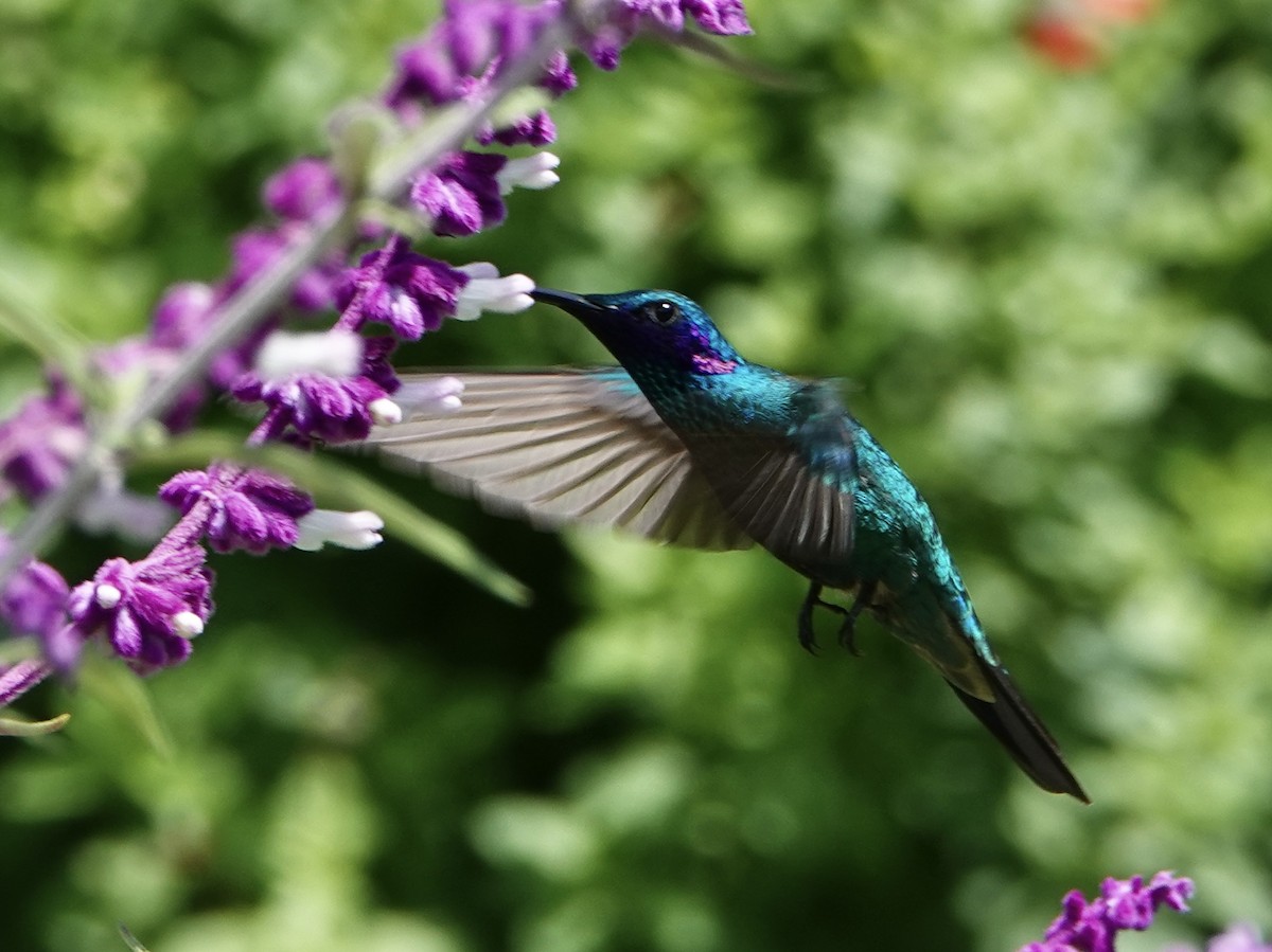 Sparkling Violetear - ML646119819