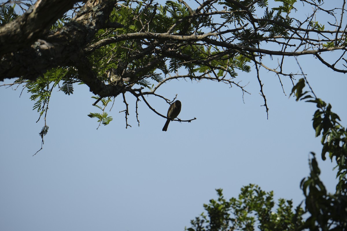 Sombre Greenbul - ML646119820