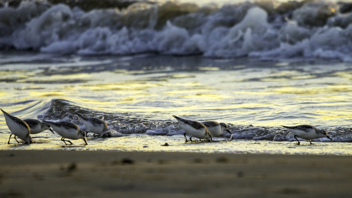 Piovanello tridattilo - ML646119821