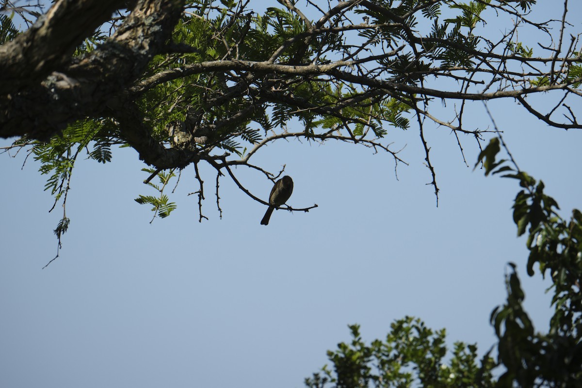 Sombre Greenbul - ML646119822