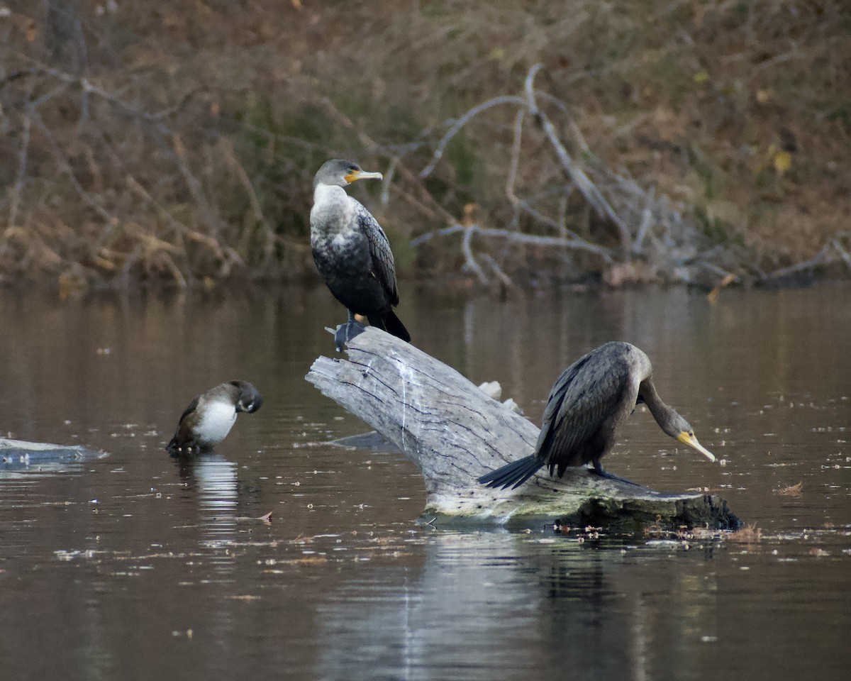 kormorán ušatý - ML646119825