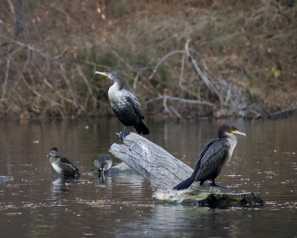 kormorán ušatý - ML646119826