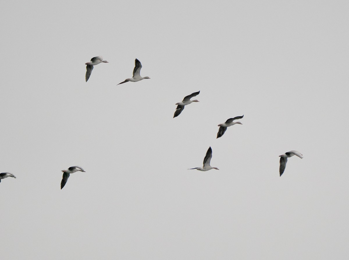 Гуска сіра - ML646119827