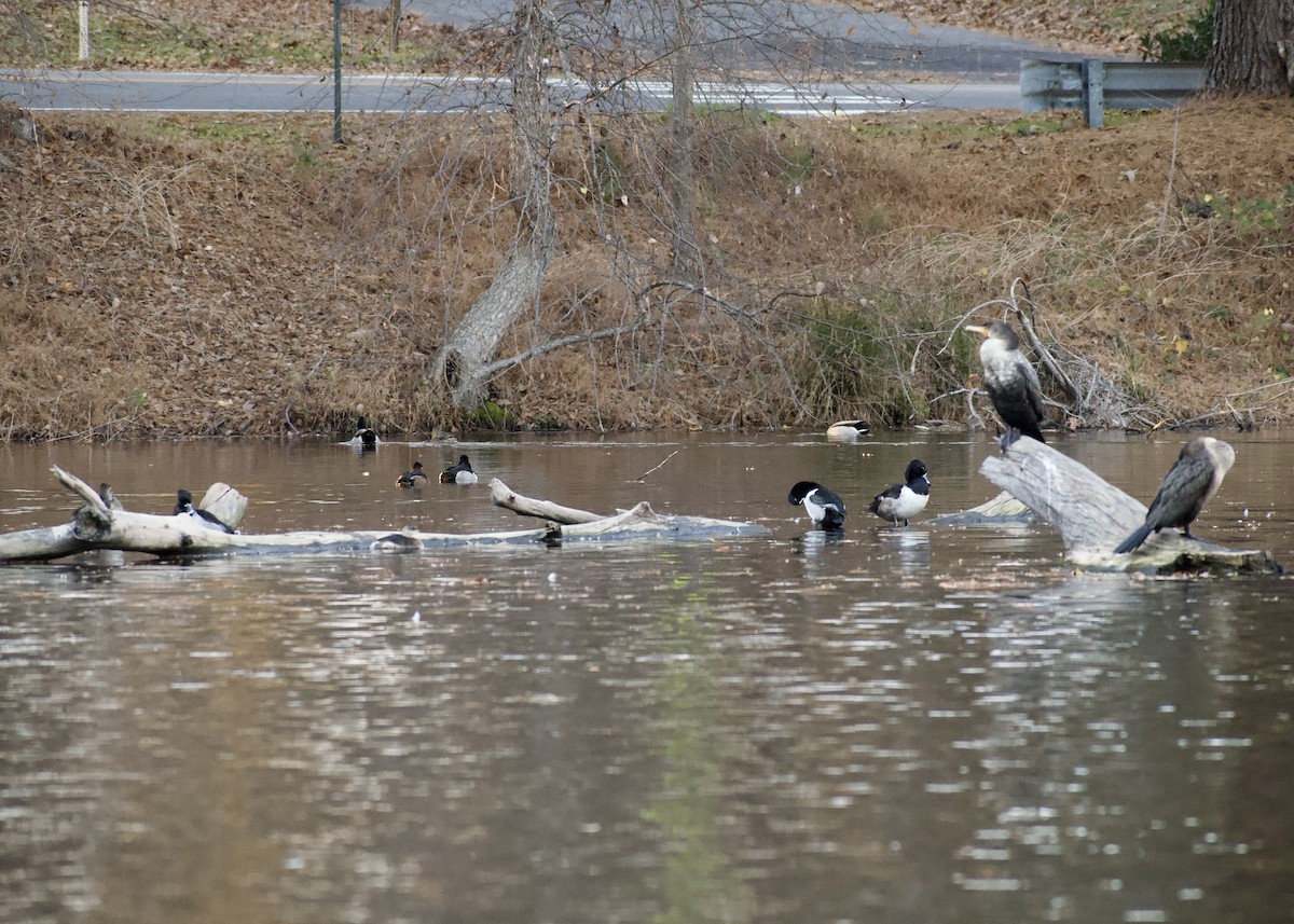 kormorán ušatý - ML646119828