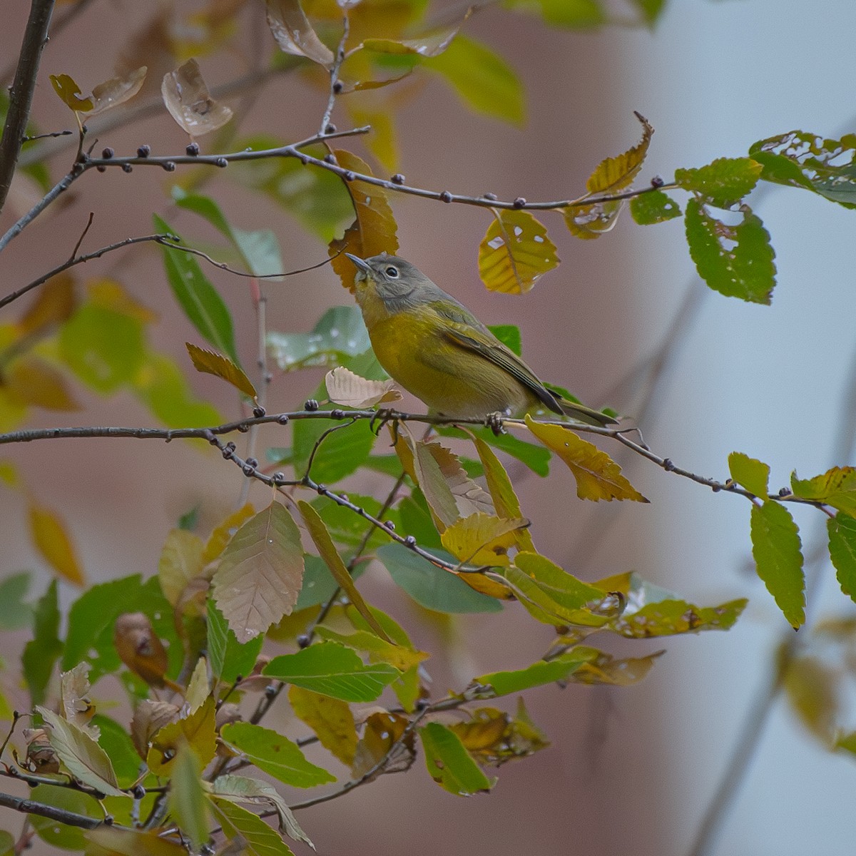 Nashville Warbler - ML646119830