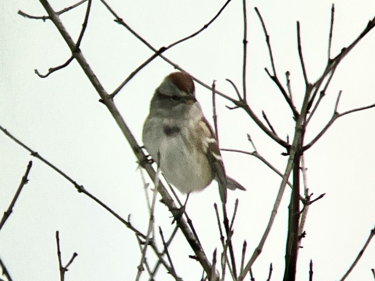 Baumammer - ML646119833