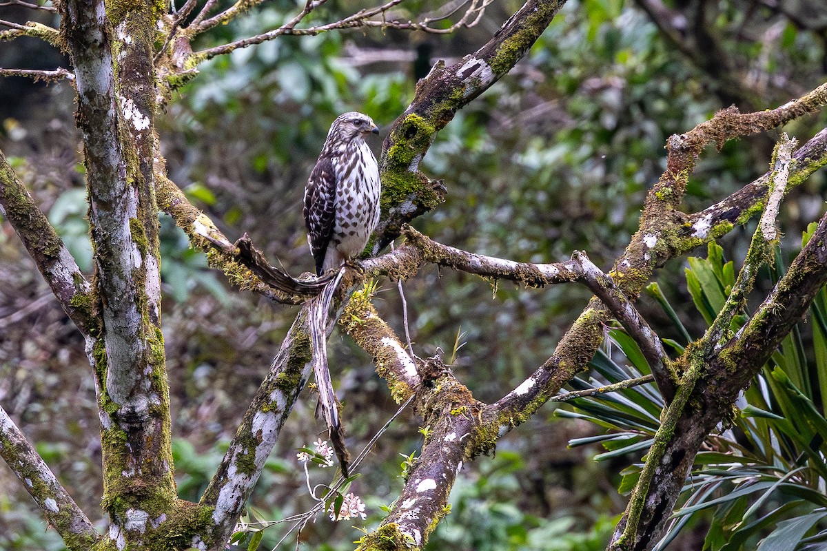 Broad-winged Hawk - ML646119834
